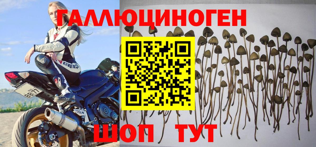 Псилоцибиновые грибы GOLDEN TEACHER Сланцы